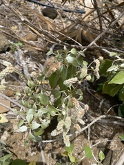 Nototrichium sandwicense