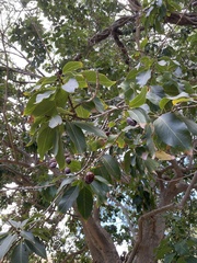 Sapindus oahuensis