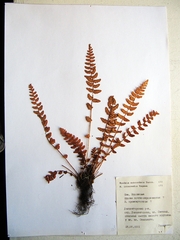 Woodsia subcordata