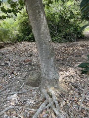 Sapindus oahuensis