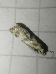 Cochylimorpha woliniana