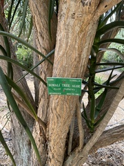 Aloidendron eminens