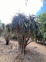 Aloidendron eminens