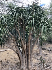 Aloidendron eminens