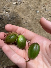 Aloidendron eminens