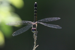 Pachydiplax longipennis