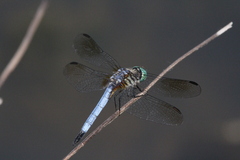 Pachydiplax longipennis