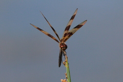 Celithemis eponina
