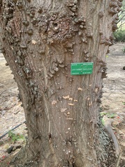 Erythrina sacleuxii
