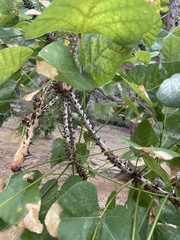 Erythrina sacleuxii