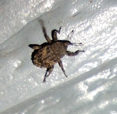 Conotrachelus seniculus