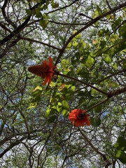 Erythrina sacleuxii