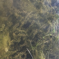 Elodea canadensis
