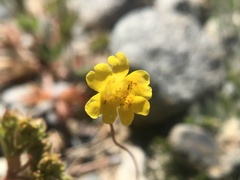 Erythranthe primuloides