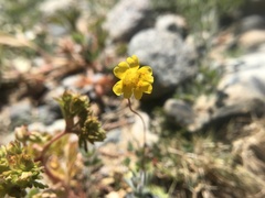 Erythranthe primuloides