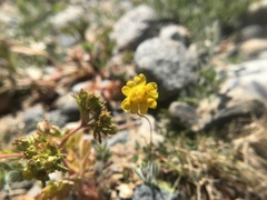 Erythranthe primuloides