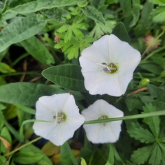 Convolvulus arvensis