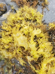 Grateloupia californica