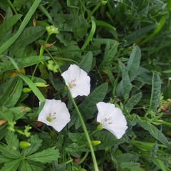 Convolvulus arvensis
