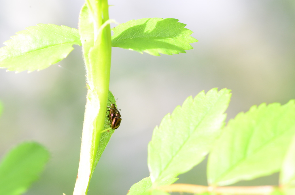 Rose Flea Beetle
