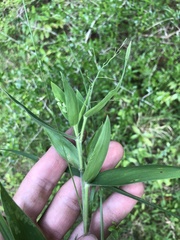 Dichanthelium ravenelii