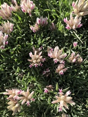 Trifolium dasyphyllum