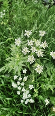 Anthriscus sylvestris