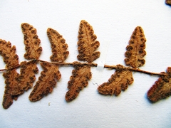 Woodsia subcordata