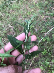 Rudbeckia terranigrae