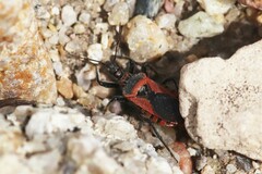 Rhynocoris ventralis ventralis