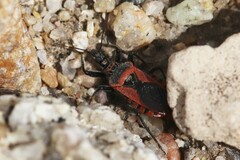 Rhynocoris ventralis ventralis
