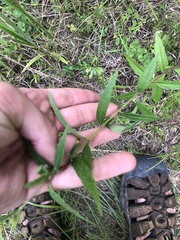Brickellia eupatorioides texana