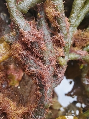 Ceramium codicola