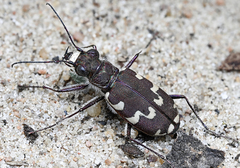 Cicindela maritima