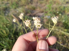Bahieae