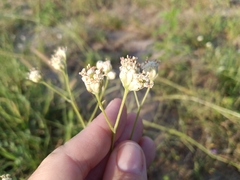 Bahieae