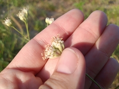 Bahieae
