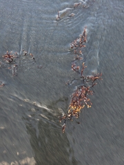 Ahnfeltia fastigiata