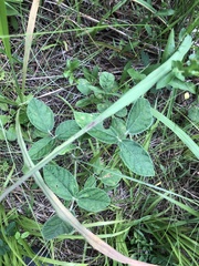 Rhynchosia tomentosa