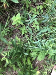 Symphyotrichum laeve concinnum