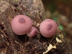 Lycoperdon fuligineum