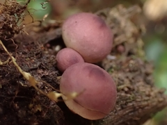Lycoperdon fuligineum