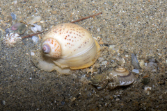 Paratectonatica tigrina