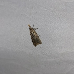 Dichomeris derasella