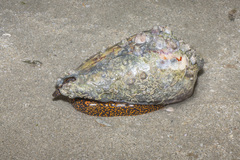 Cymbiola nobilis