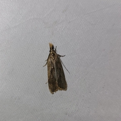 Dichomeris derasella