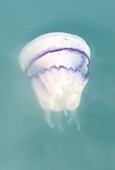 Rhizostoma pulmo