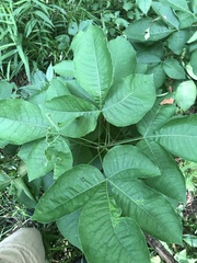 Ptelea trifoliata mollis