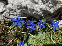 Gentiana brachyphylla