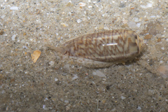 Oliva mustelina